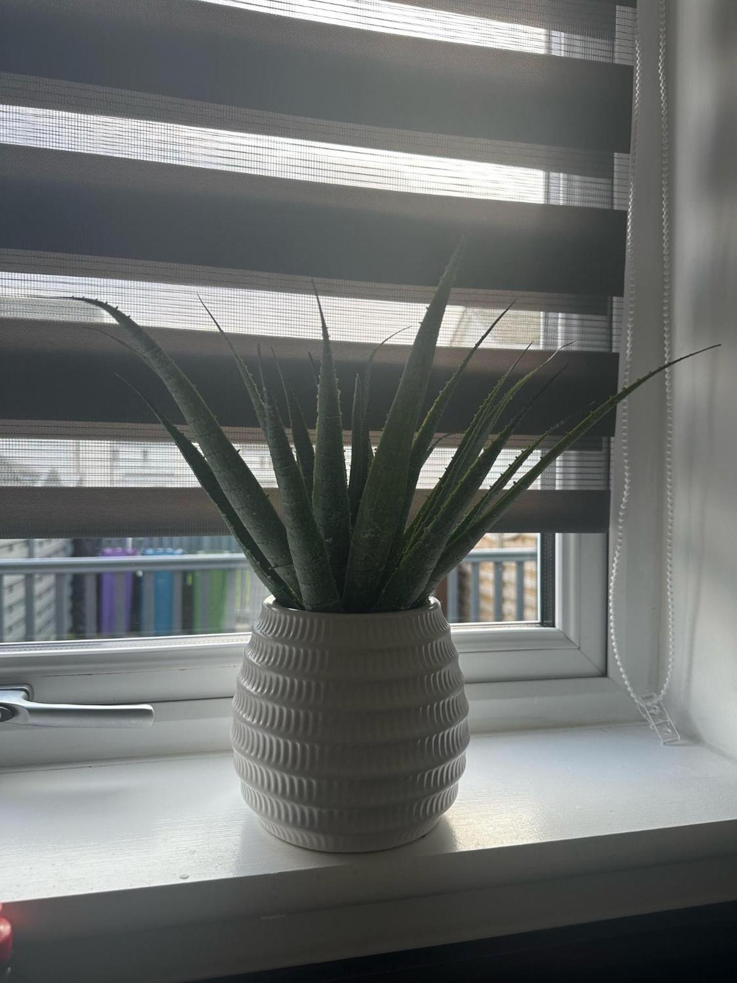 גלאזגו Black Daisy מראה חיצוני תמונה